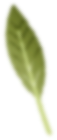 leaf